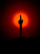 Saguaro Sun